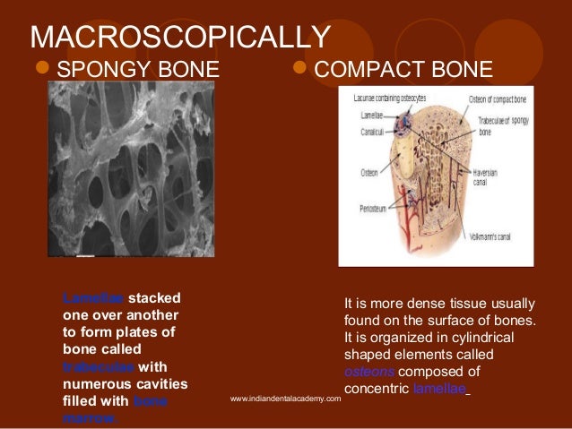 Osteology of maxilla and mandible / oral surgery courses