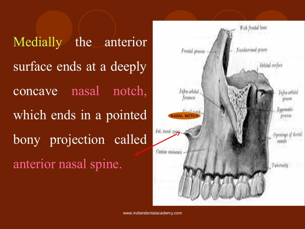 Osteology of maxilla and mandible / oral surgery courses