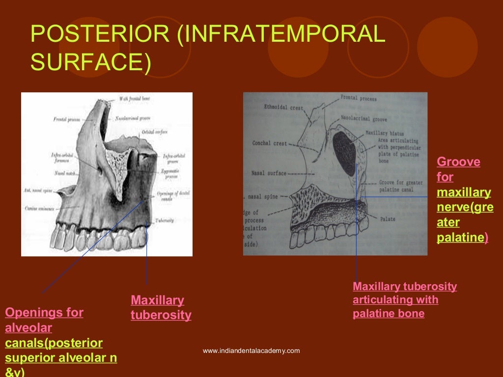 Osteology of maxilla and mandible / oral surgery courses