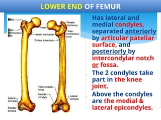 APPLIED ANATOMY OF THE OSTEOLOGY OF THE LOWER LIMB-2.pptx