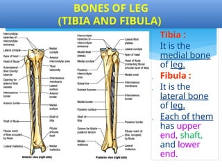 APPLIED ANATOMY OF THE OSTEOLOGY OF THE LOWER LIMB-2.pptx