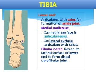 APPLIED ANATOMY OF THE OSTEOLOGY OF THE LOWER LIMB-2.pptx