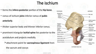 introduction to human skeleton and Osteology of the lower limb | PPTX