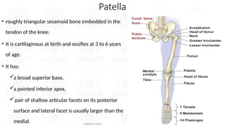 Triangular Bones introduction to human skeleton and Osteology of the lower limb | PPTX