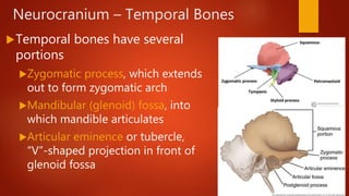 Osteology of the Skull | PPTX
