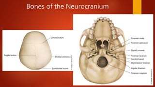Neumocranium Osteology of the Skull | PPTX