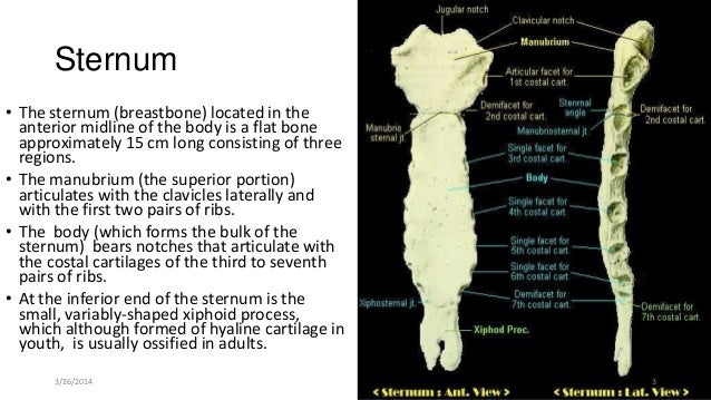 Osteology of thoracic cage