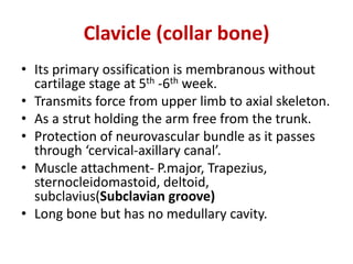 Clavicle (collar bone)
• Its primary ossification is membranous without
cartilage stage at 5th -6th week.
• Transmits force from upper limb to axial skeleton.
• As a strut holding the arm free from the trunk.
• Protection of neurovascular bundle as it passes
through ‘cervical-axillary canal’.
• Muscle attachment- P.major, Trapezius,
sternocleidomastoid, deltoid,
subclavius(Subclavian groove)
• Long bone but has no medullary cavity.
 