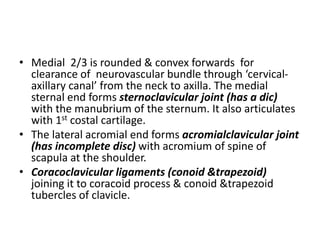 • Medial 2/3 is rounded & convex forwards for
clearance of neurovascular bundle through ‘cervical-
axillary canal’ from the neck to axilla. The medial
sternal end forms sternoclavicular joint (has a dic)
with the manubrium of the sternum. It also articulates
with 1st costal cartilage.
• The lateral acromial end forms acromialclavicular joint
(has incomplete disc) with acromium of spine of
scapula at the shoulder.
• Coracoclavicular ligaments (conoid &trapezoid)
joining it to coracoid process & conoid &trapezoid
tubercles of clavicle.
 