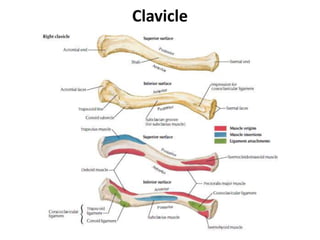 Clavicle
 