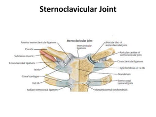 Sternoclavicular Joint
 