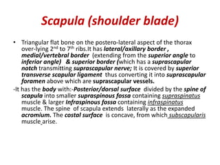 Scapula (shoulder blade)
• Triangular flat bone on the postero-lateral aspect of the thorax
over-lying 2nd to 7th ribs.It has lateral/axillary border ,
medial/vertebral border (extending from the superior angle to
inferior angle) & superior border (which has a suprascapular
notch transmitting suprascapular nerve; It is covered by superior
transverse scapular ligament thus converting it into suprascapular
foramen above which are suprascapular vessels.
-It has the body with:-Posterior/dorsal surface divided by the spine of
scapula into smaller supraspinous fossa containing supraspinatus
muscle & larger Infraspinous fossa containing infraspinatus
muscle. The spine of scapula extends laterally as the expanded
acromium. The costal surface is concave, from which subscapularis
muscle arise.
 