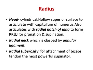 Radius
• Head- cylindrical.Hollow superior surface to
articlulate with capitullum of humerus.Also
articulates with radial notch of ulna to form
PRUJ for pronation & supination.
• Radial neck which is clasped by annular
ligament.
• Radial tuberosity for attachment of biceps
tendon the most powerful supinator.
 
