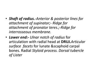 • Shaft of radius.-Anterior & posterior lines for
attachment of supinator;- Ridge for
attachment of pronator teres.;-Ridge for
interrosseous membrane.
• Lower end:- Ulnar notch of radius for
articulation with radial head at DRUJ.Articular
surface facets for lunate &scaphoid carpal
bones. Radial Styloid process. Dorsal tubercle
of Lister
 