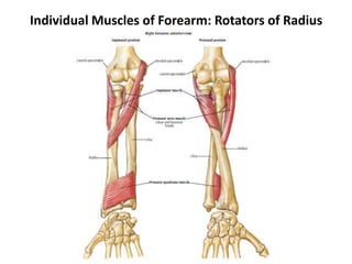 Individual Muscles of Forearm: Rotators of Radius
 