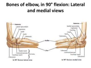 Bones of elbow, in 90° flexion: Lateral
and medial views
 