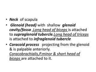 • Neck of scapula
• Glenoid (head) with shallow glenoid
cavity/fossa .Long head of biceps is attached
to supraglenoid tubercle.Long head of triceps
is attached to infraglenoid tubercle
• Coracoid process projecting from the glenoid
& is palpable anteriorly.
Coracobrachialis,P.minor & short head of
biceps are attached to it.
 