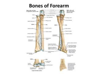 Bones of Forearm
 
