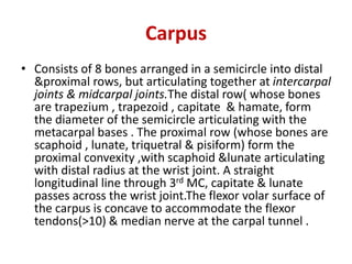 Carpus
• Consists of 8 bones arranged in a semicircle into distal
&proximal rows, but articulating together at intercarpal
joints & midcarpal joints.The distal row( whose bones
are trapezium , trapezoid , capitate & hamate, form
the diameter of the semicircle articulating with the
metacarpal bases . The proximal row (whose bones are
scaphoid , lunate, triquetral & pisiform) form the
proximal convexity ,with scaphoid &lunate articulating
with distal radius at the wrist joint. A straight
longitudinal line through 3rd MC, capitate & lunate
passes across the wrist joint.The flexor volar surface of
the carpus is concave to accommodate the flexor
tendons(>10) & median nerve at the carpal tunnel .
 