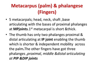 Metacarpus (palm) & phalangese
(Fingers)
• 5 metacarpals; head, neck, shaft ,base
articulating with the bases of proximal phalanges
at MPjoints.1st metacarpal is short &thick.
• The thumb has only two phalanges proximal &
distal articulating at IP joint enabling the thumb
which is shorter & independent mobility across
the palm.The other fingers have got three
phalanges ,proximal, middle &distal articulating
at PIP &DIP joints
 