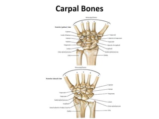 Carpal Bones
 
