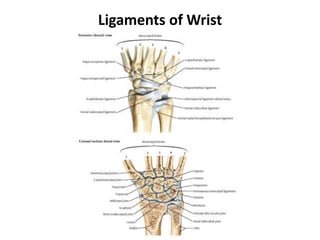 Ligaments of Wrist
 