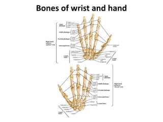 Bones of wrist and hand
 
