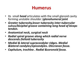 Humerus
• Its small head articulates with the small glenoid cavity
forming unstable shoulder /glenohumeral joint
• Greater tuberosity,lesser tuberosity inter-tubercular
sulcus/bicipital groove containing long head of biceps
tendon.
• Anatomical neck, surgical neck
• Radial spiral groove along which radial nerve
descends.Deltoid tuberosity
• Medial & lateral supracondylar ridges. Medial
&lateral condyles/epicondyles. Olecranon fossa.
• Capitulum, trochlea . Radial &coronoid fossa.
 