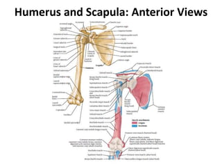 Humerus and Scapula: Anterior Views
 