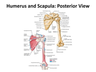 Humerus and Scapula: Posterior View
 