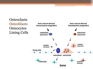 Osteoclasts
Osteoblasts
Osteocytes
Lining Cells
 