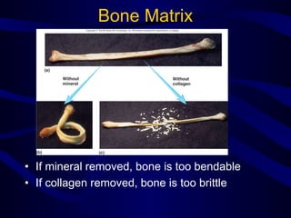 Bone Matrix
• If mineral removed, bone is too bendable
• If collagen removed, bone is too brittle
 