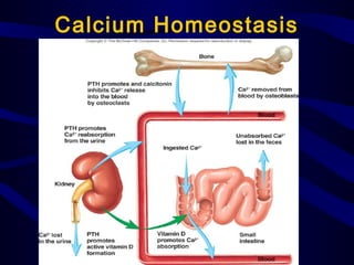 Calcium Homeostasis
 