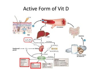 Active Form of Vit D
 