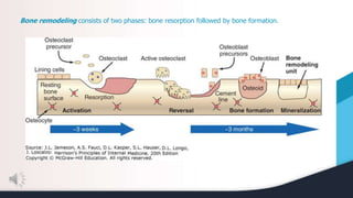 Bone remodeling consists of two phases: bone resorption followed by bone formation.
 