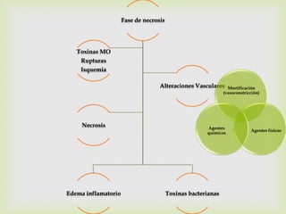 Fase de necrosis




   Toxinas MO
    Rupturas
    Isquemia

                                   Alteraciones Vasculares      Mortificación
                                                              (vasoconstricción)




     Necrosis                                         Agentes
                                                                           Agentes físicos
                                                      químicos




Edema inflamatorio                      Toxinas bacterianas
 