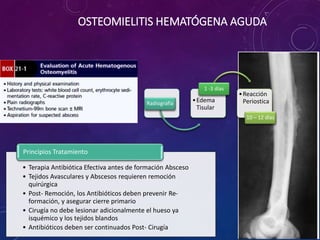 OSTEOMIELITIS HEMATÓGENA AGUDA
• Terapia Antibiótica Efectiva antes de formación Absceso
• Tejidos Avasculares y Abscesos requieren remoción
quirúrgica
• Post- Remoción, los Antibióticos deben prevenir Re-
formación, y asegurar cierre primario
• Cirugía no debe lesionar adicionalmente el hueso ya
isquémico y los tejidos blandos
• Antibióticos deben ser continuados Post- Cirugía
Principios Tratamiento
Radiografía
•Edema
Tisular
1 -3 días
•Reacción
Periostica
10 – 12 días
 