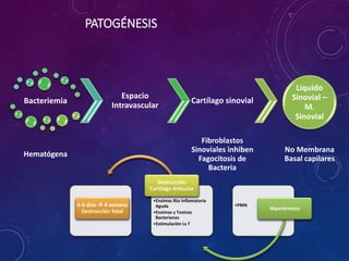 PATOGÉNESIS
•PMN
Hiperérmico
•Enzimas Rta Inflamatoria
Aguda
•Enzimas y Toxinas
Bacterianas
•Estimulación Ls T
Destrucción
Cartílago Articular
4-6 días  4 semana
Destrucción Total
Bacteriemia
Hematógena
Espacio
Intravascular
Cartílago sinovial
Fibroblastos
Sinoviales inhiben
Fagocitosis de
Bacteria
Liquido
Sinovial –
M.
Sinovial
No Membrana
Basal capilares
 