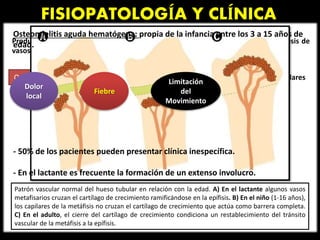 FISIOPATOLOGÍA Y CLÍNICA
Patrón vascular normal del hueso tubular en relación con la edad. A) En el lactante algunos vasos
metafisarios cruzan el cartílago de crecimiento ramificándose en la epífisis. B) En el niño (1-16 años),
los capilares de la metáfisis no cruzan el cartílago de crecimiento que actúa como barrera completa.
C) En el adulto, el cierre del cartílago de crecimiento condiciona un restablecimiento del tránsito
vascular de la metáfisis a la epífisis.
Produce proceso supurativo acompañado de edema, congestión vascular y trombosis de
vasos pequeños.
Osteomielitis hematógena Afecta región metafisiaria de los huesos tubulares
Osteomielitis aguda hematógena: propia de la infancia entre los 3 a 15 años de
edad.
- 50% de los pacientes pueden presentar clínica inespecífica.
- En el lactante es frecuente la formación de un extenso involucro.
Dolor
local
Fiebre
Limitación
del
Movimiento
 