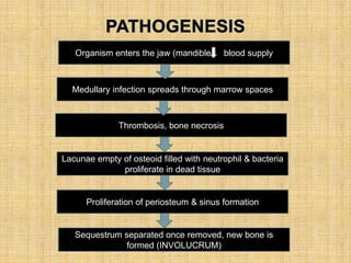 Organism enters the jaw (mandible) blood supply
Medullary infection spreads through marrow spaces
Thrombosis, bone necrosis
Lacunae empty of osteoid filled with neutrophil & bacteria
proliferate in dead tissue
Proliferation of periosteum & sinus formation
Sequestrum separated once removed, new bone is
formed (INVOLUCRUM)
 