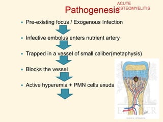 Pathogenesis
 Pre-existing focus / Exogenous Infection
 Infective embolus enters nutrient artery
 Trapped in a vessel of small caliber(metaphysis)
 Blocks the vessel
 Active hyperemia + PMN cells exudate
ACUTE
OSTEOMYELITIS
 