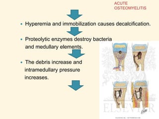  Hyperemia and immobilization causes decalcification.
 Proteolytic enzymes destroy bacteria
and medullary elements.
 The debris increase and
intramedullary pressure
increases.
ACUTE
OSTEOMYELITIS
 