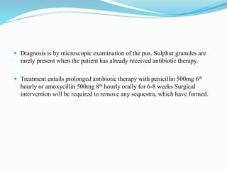  Diagnosis is by microscopic examination of the pus. Sulphur granules are
rarely present when the patient has already received antibiotic therapy.
 Treatment entails prolonged antibiotic therapy with penicillin 500mg 6th
hourly or amoxycillin 500mg 8th hourly orally for 6-8 weeks Surgical
intervention will be required to remove any sequestra, which have formed.
 