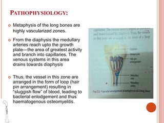 PATHOPHYSIOLOGY:
 Metaphysis of the long bones are
highly vascularized zones.
 From the diaphysis the medullary
arteries reach upto the growth
plate—the area of greatest activity
and branch into capillaries. The
venous systems in this area
drains towards diaphysis
 Thus, the vessel in this zone are
arranged in the form of loop (hair
pin arrangement) resulting in
“sluggish flow” of blood, leading to
bacterial enlodgement and thus
haematogenous osteomyelitis.
 