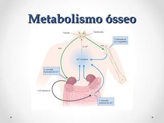 Metabolismo ósseo
Metabolismo ósseo
 