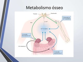 Metabolismo ósseo
 