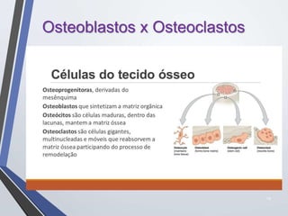 14
Osteoblastos x Osteoclastos
 