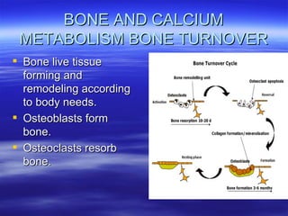 BONE AND CALCIUM METABOLISM BONE TURNOVER Bone live tissue forming and remodeling according to body needs. Osteoblasts form bone. Osteoclasts resorb bone.  