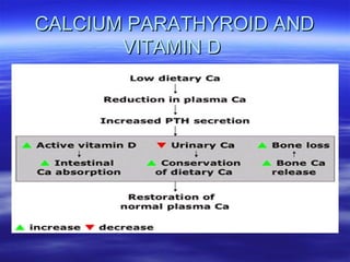 CALCIUM PARATHYROID AND VITAMIN D  