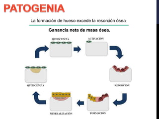 La formación de hueso excede la resorción ósea
Ganancia neta de masa ósea.
 